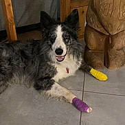 Sparrow participe au concours pour gagner de l'argent avec cette photo : animal, bandage, black_and_white, canine, close_up, dog, domestic, floor, fur, happy, healing, indoor, lying_down, paw, pet, resting, smiling, tile, wood, wooden_figure
