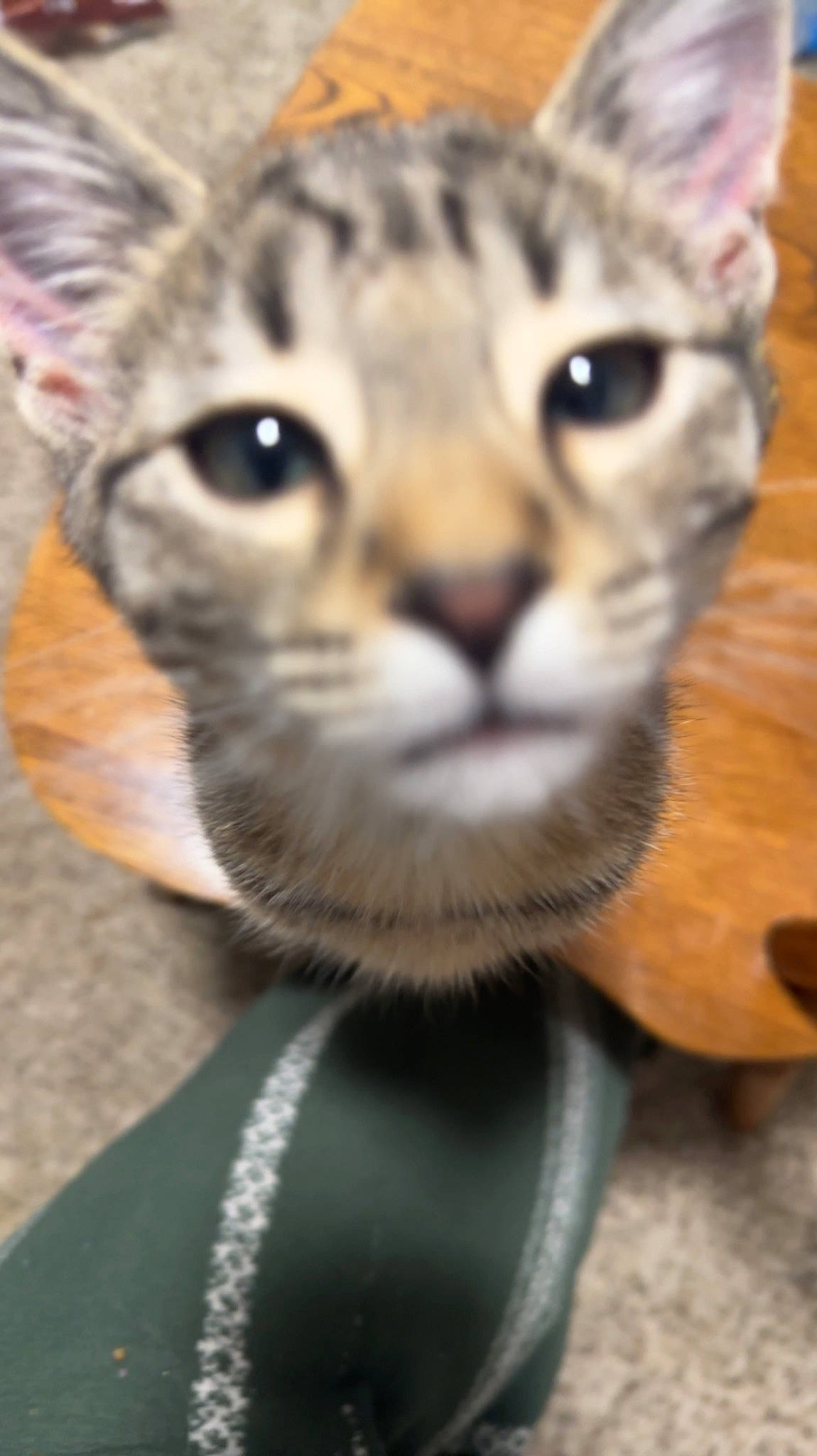 Millie Rock joined the competition — help win amazing prizes! big_cats, carnivore, cat, close_up, domestic_short_haired_cat, ear, eye, fawn, felidae, fur, nose, paw, photography, small_to_medium_sized_cats, snout, terrestrial_animal, toy, whiskers, wildlife