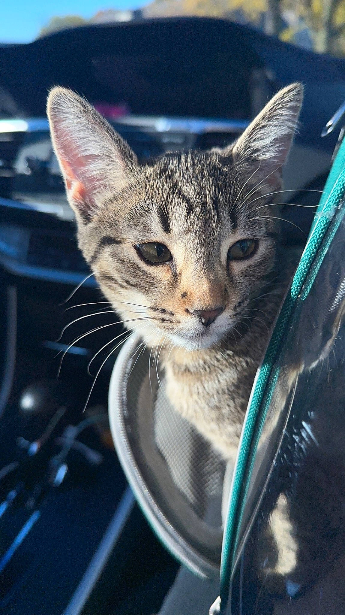 Millie Rock is registered to the contest to win money with this photo: carnivore, cat, claw, collar, domestic_short_haired_cat, electric_blue, felidae, foot, fur, glass, grass, paw, small_to_medium_sized_cats, snout, tail, terrestrial_animal, tree, whiskers, wildlife, windshield