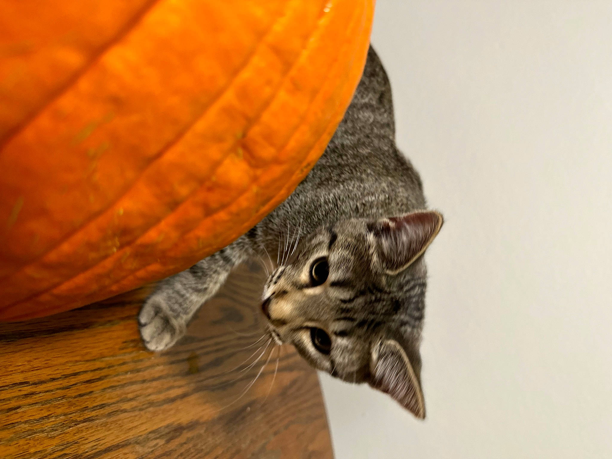 Millie Rock is registered to the contest to win money with this photo: carnivore, cat, claw, domestic_short_haired_cat, eye, felidae, fur, hardwood, macro_photography, paw, plant, small_to_medium_sized_cats, snout, tail, terrestrial_animal, tree, whiskers, wildlife, window, wood