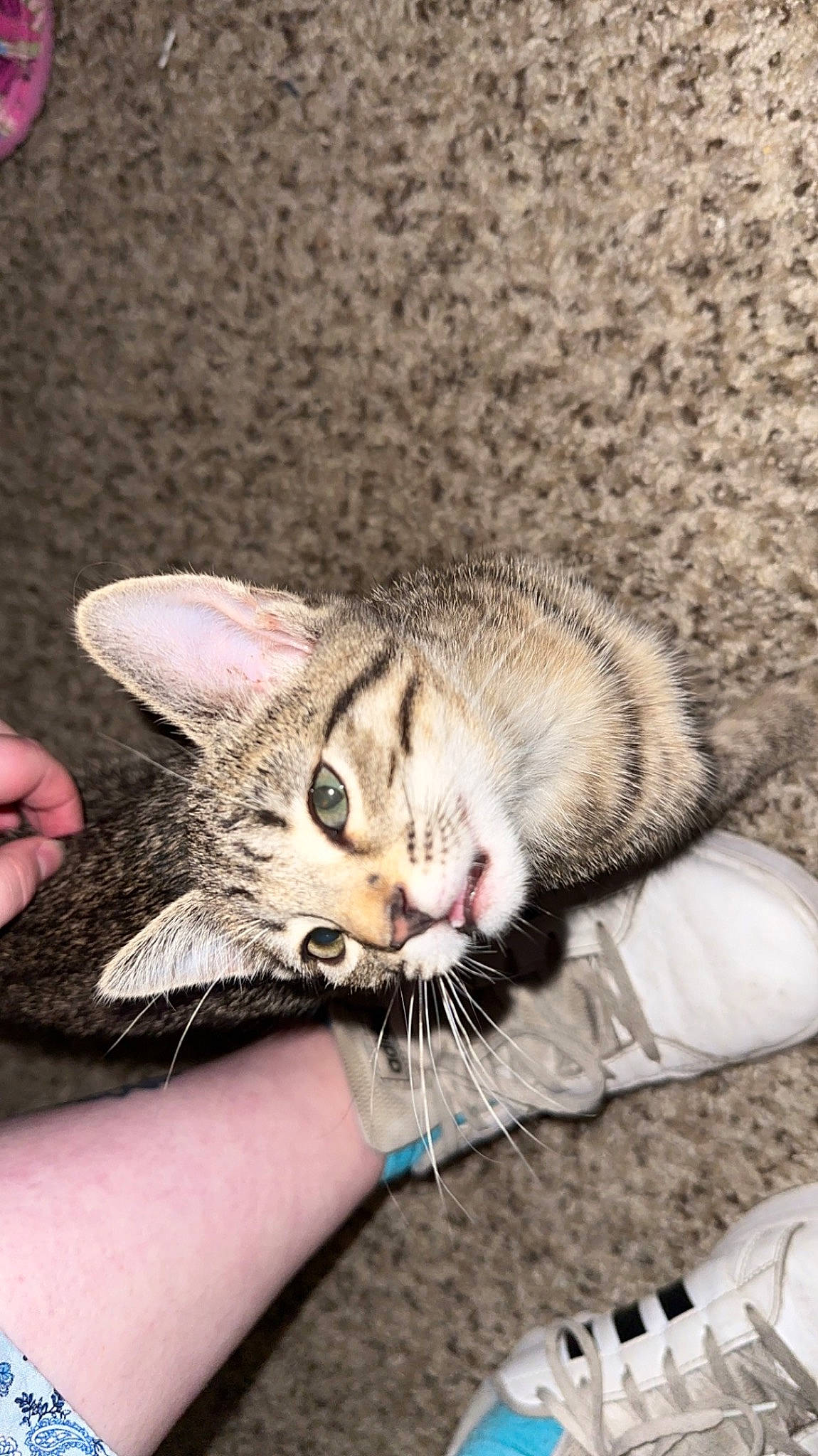 Millie Rock joined the competition — help win amazing prizes! carnivore, cat, claw, comfort, domestic_short_haired_cat, ear, eye, fawn, felidae, finger, fur, hand, nail, paw, sitting, small_to_medium_sized_cats, snout, tail, whiskers, wildlife