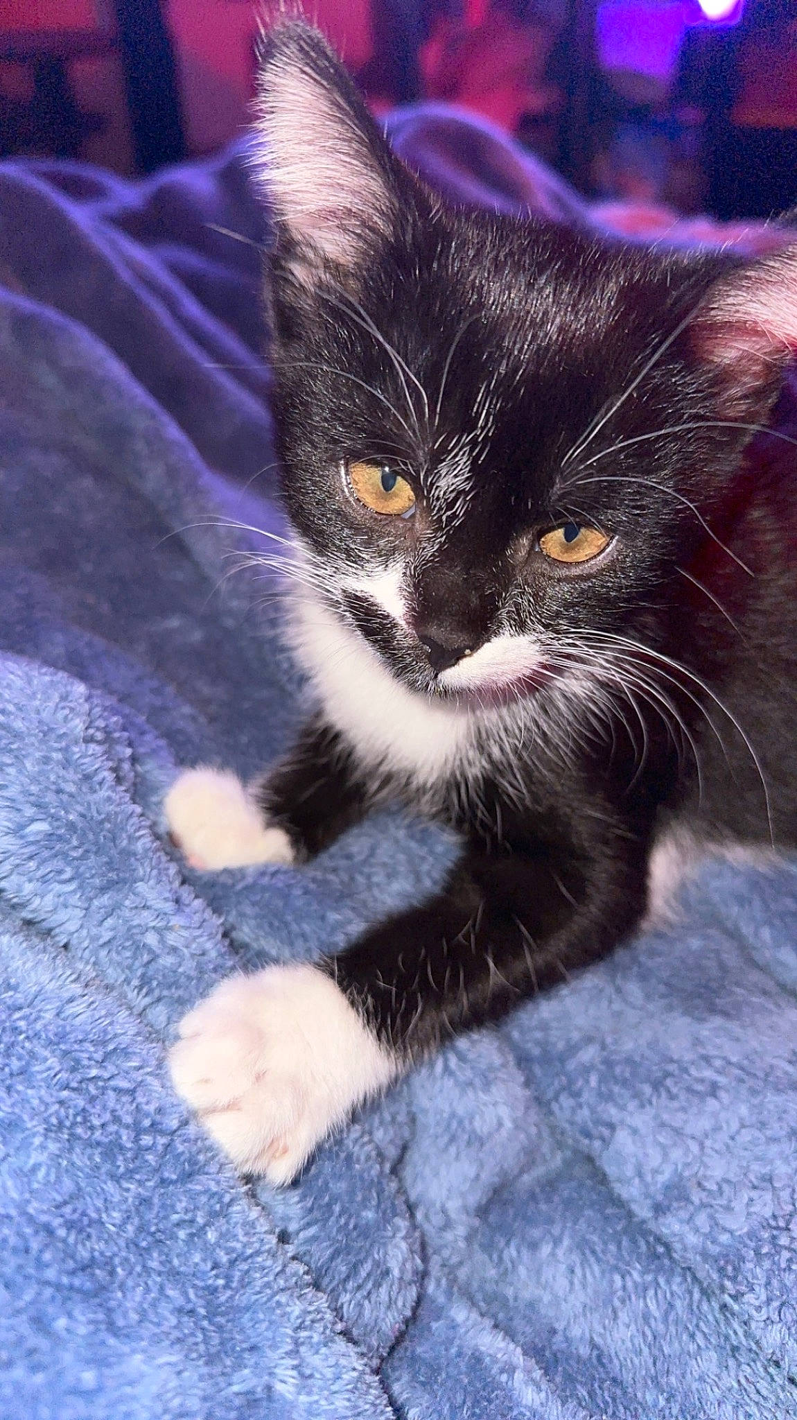 Casper joined the competition — help win amazing prizes! black_cat, carnivore, cat, claw, comfort, domestic_short_haired_cat, electric_blue, felidae, foot, fur, paw, small_to_medium_sized_cats, snout, tail, terrestrial_animal, whiskers