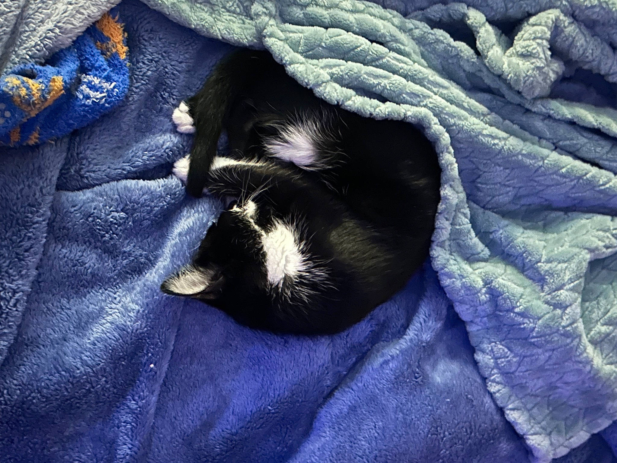 Casper joined the competition — help win amazing prizes! blanket, canidae, carnivore, cat, comfort, companion_dog, dog, dog_breed, electric_blue, felidae, fur, linens, nap, pattern, sleeve, small_to_medium_sized_cats, sporting_group, tail, tints_and_shades, whiskers