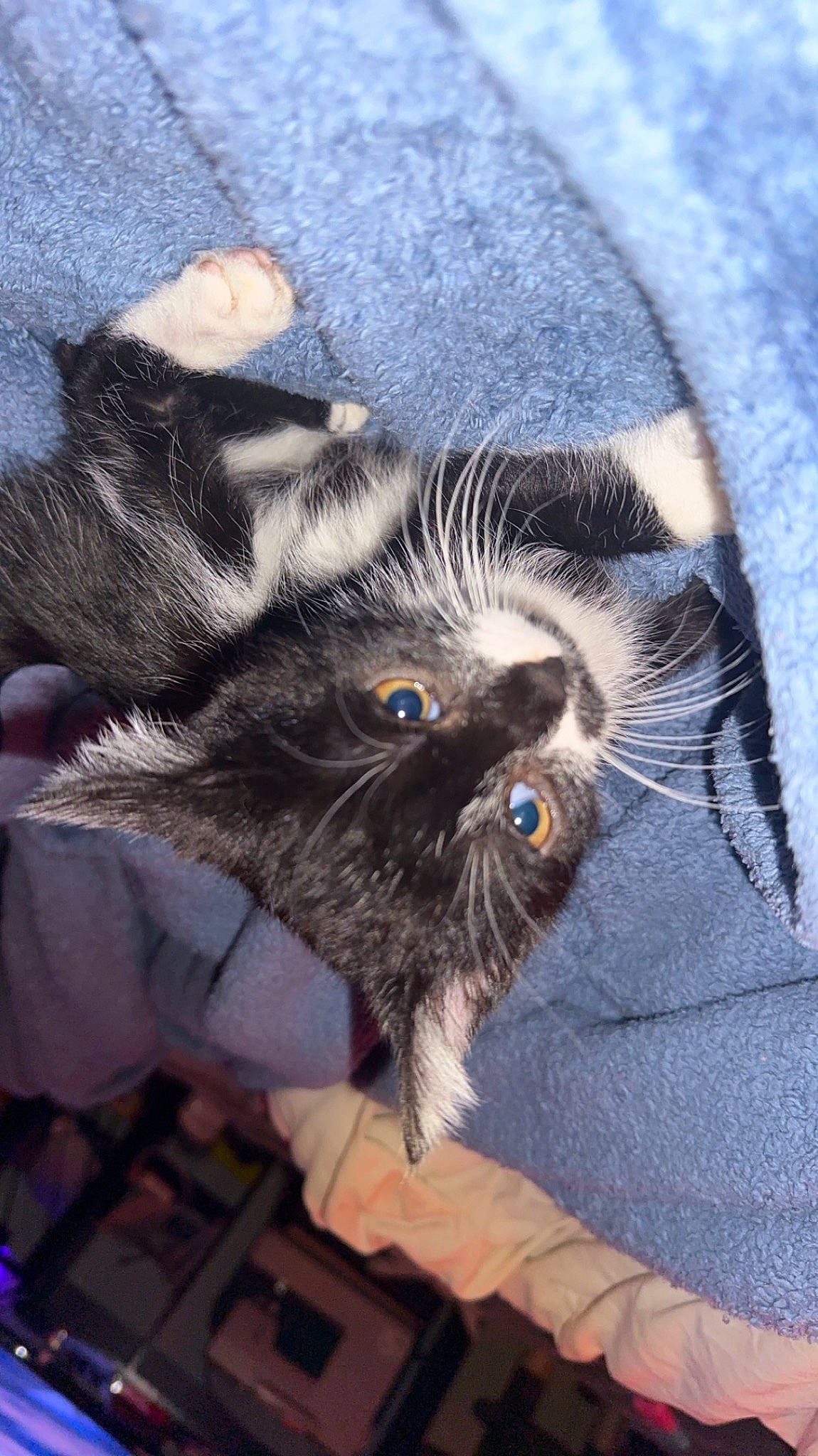 Casper is registered to the contest to win money with this photo: canidae, carnivore, claw, comfort, companion_dog, dog_breed, fawn, felidae, foot, fur, grey, liver, paw, small_to_medium_sized_cats, snout, sporting_group, terrestrial_animal, toy_dog, whiskers, wildlife