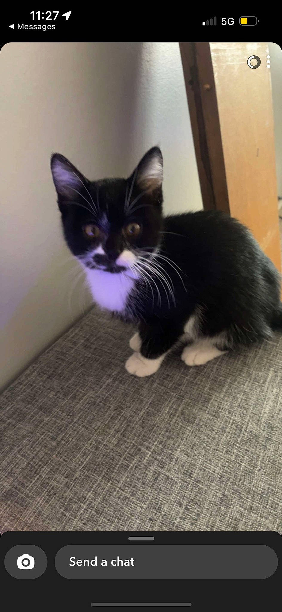 Casper joined the competition — help win amazing prizes! carnivore, cat, claw, comfort, domestic_short_haired_cat, door, eye, felidae, floor, flooring, foot, fur, hardwood, human_leg, paw, small_to_medium_sized_cats, snout, tail, whiskers, wood