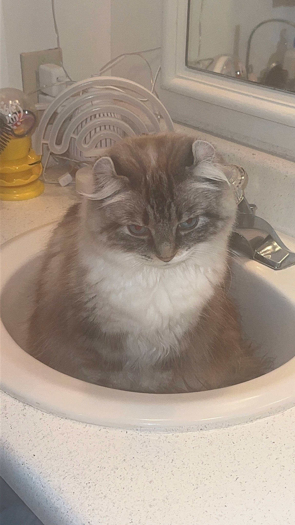 Nelly is registered to the contest to win money with this photo: bathroom, bathroom_sink, carnivore, cat, domestic_short_haired_cat, felidae, flooring, fur, plaster, plumbing, plumbing_fixture, room, sink, small_to_medium_sized_cats, snout, tap, terrestrial_animal, tile, whiskers, window