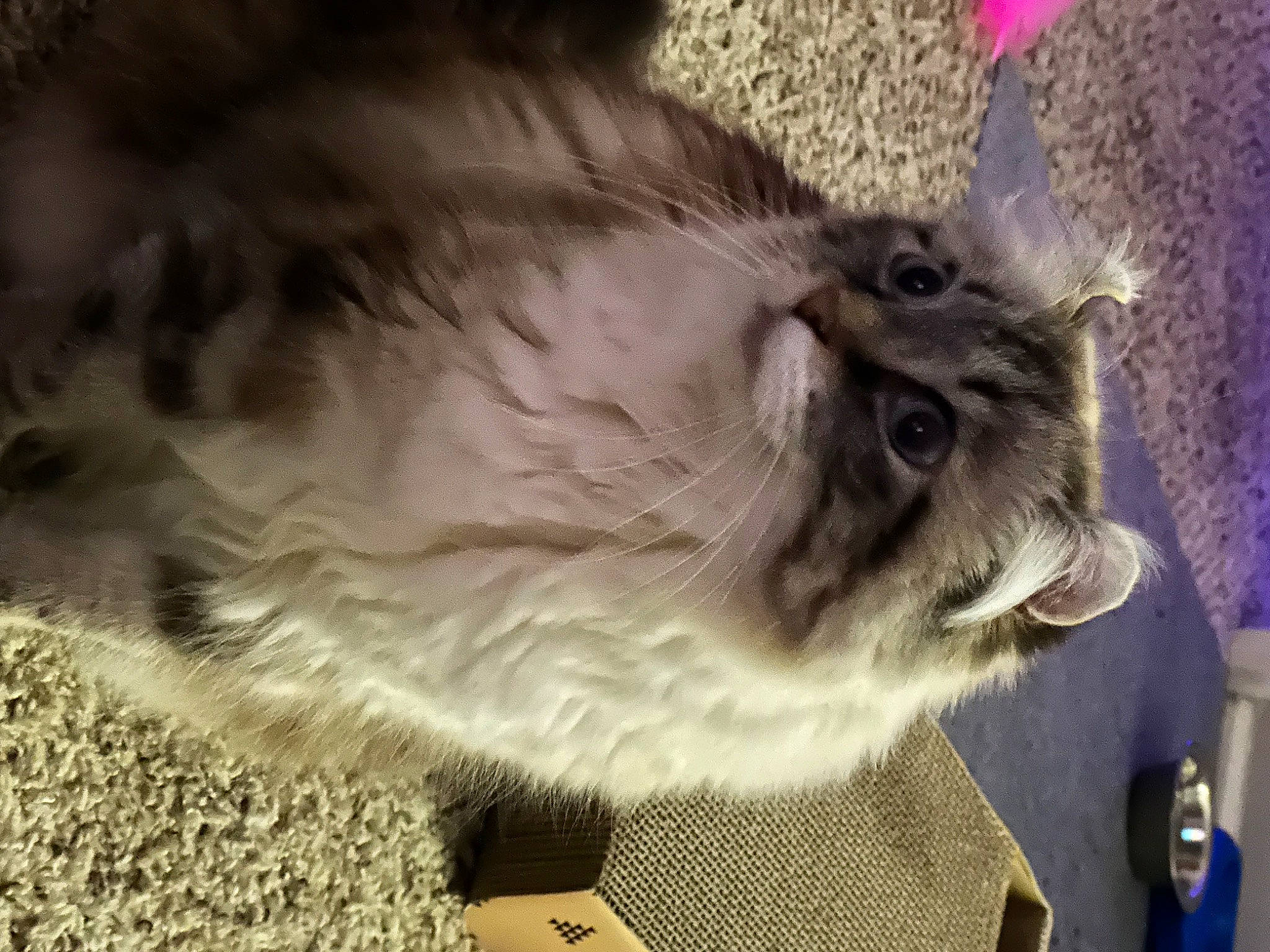 Nelly joined the competition — help win amazing prizes! carnivore, cat, claw, companion_dog, dog_breed, ear, eye, eyelash, fawn, felidae, fur, hair, head, paw, ragdoll, small_to_medium_sized_cats, snout, tail, terrestrial_animal, whiskers