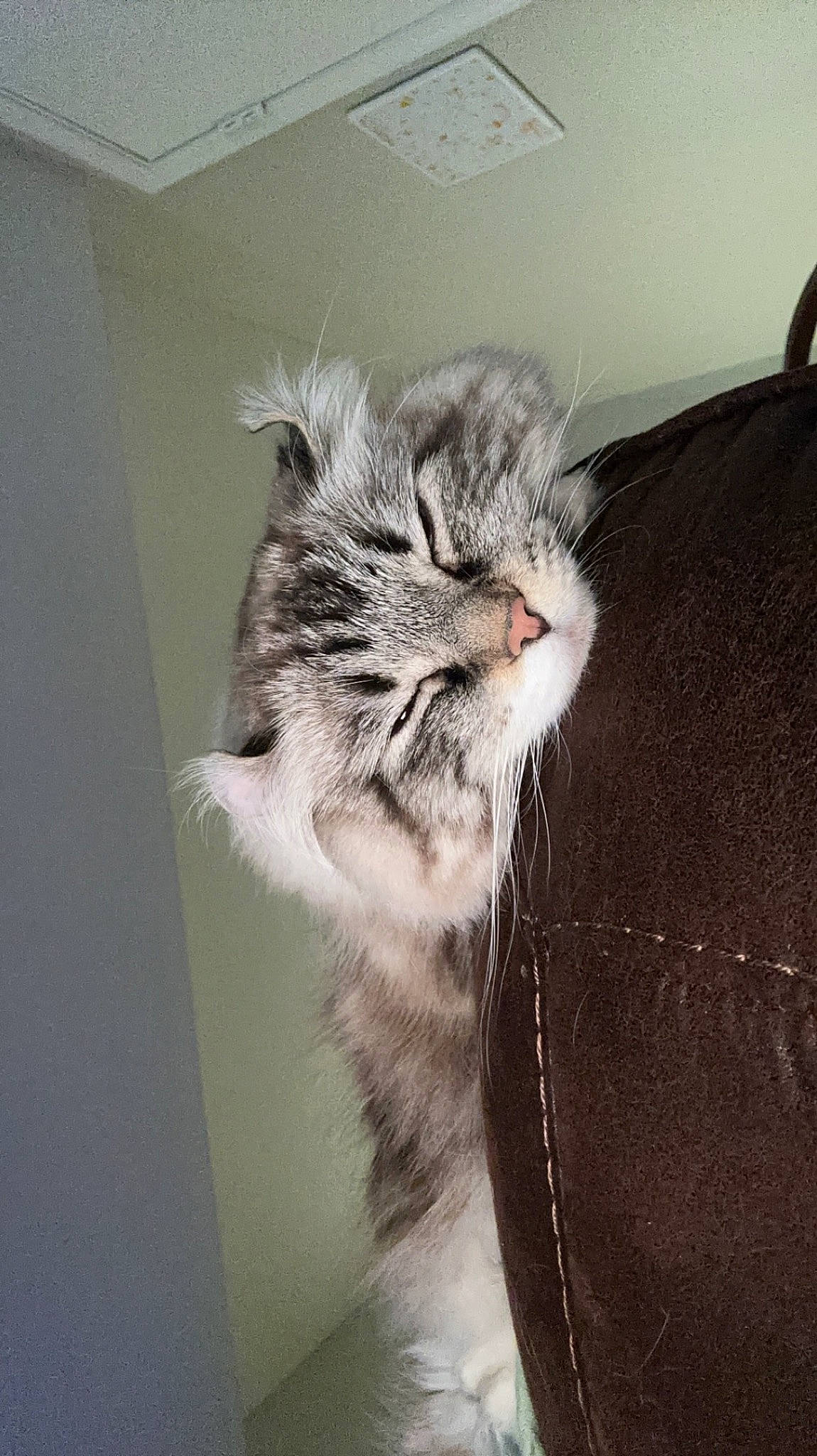 Nelly joined the competition — help win amazing prizes! box, carnivore, cat, claw, comfort, domestic_short_haired_cat, felidae, fur, paw, small_to_medium_sized_cats, snout, tail, whiskers, window