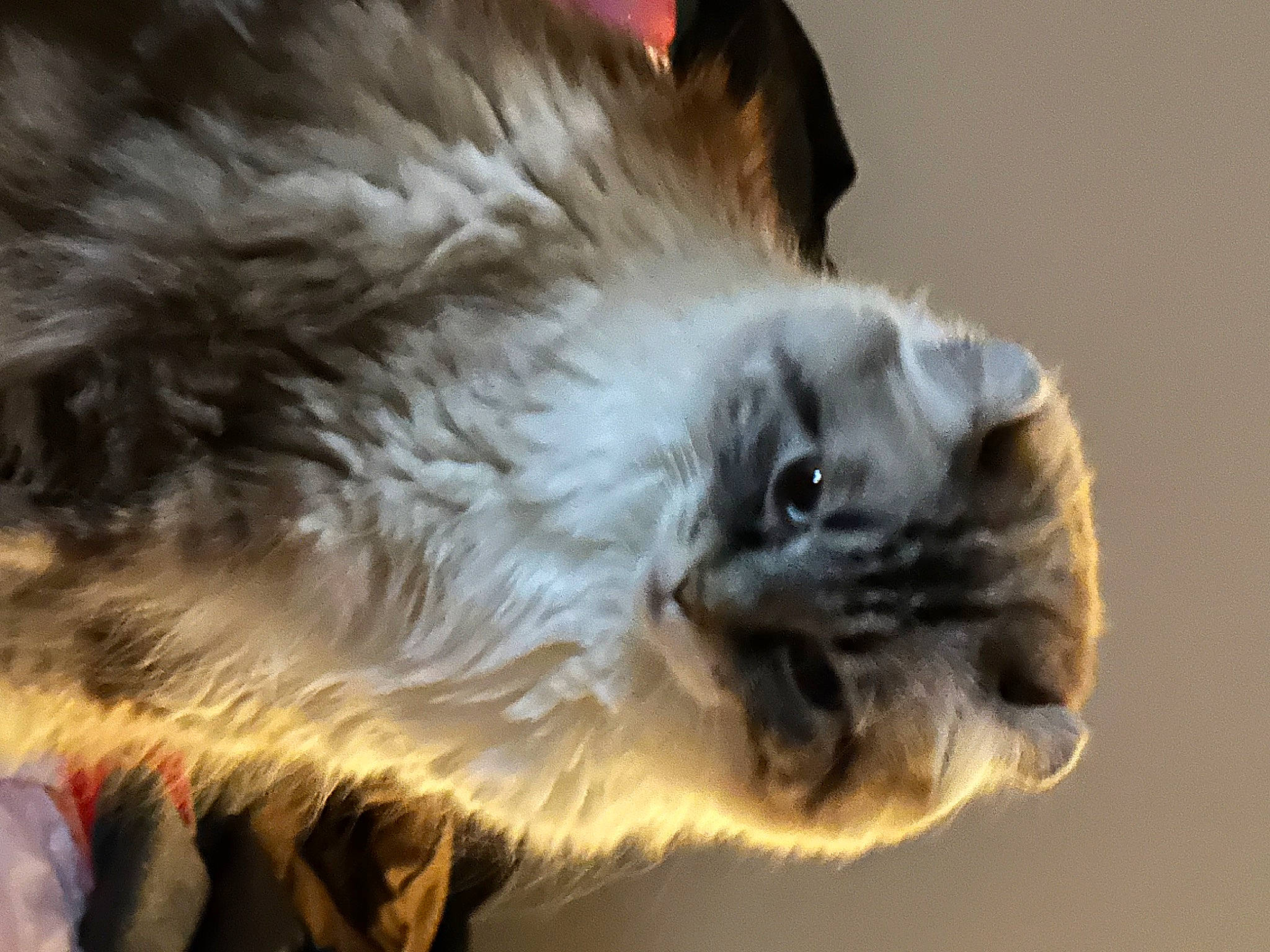 Nelly is registered to the contest to win money with this photo: balinese, british_longhair, carnivore, cat, claw, comfort, companion_dog, event, fawn, felidae, fur, paw, ragdoll, small_to_medium_sized_cats, snout, tail, whiskers