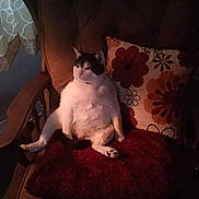 Sushi joined the competition — help win amazing prizes! cat, chair, cushion, pillow, floral_pattern, indoor, pet, relaxed, seated, furniture, curtain, window_light, cozy, domestic, animal, white_cat, black_and_white_cat, home, resting, quiet