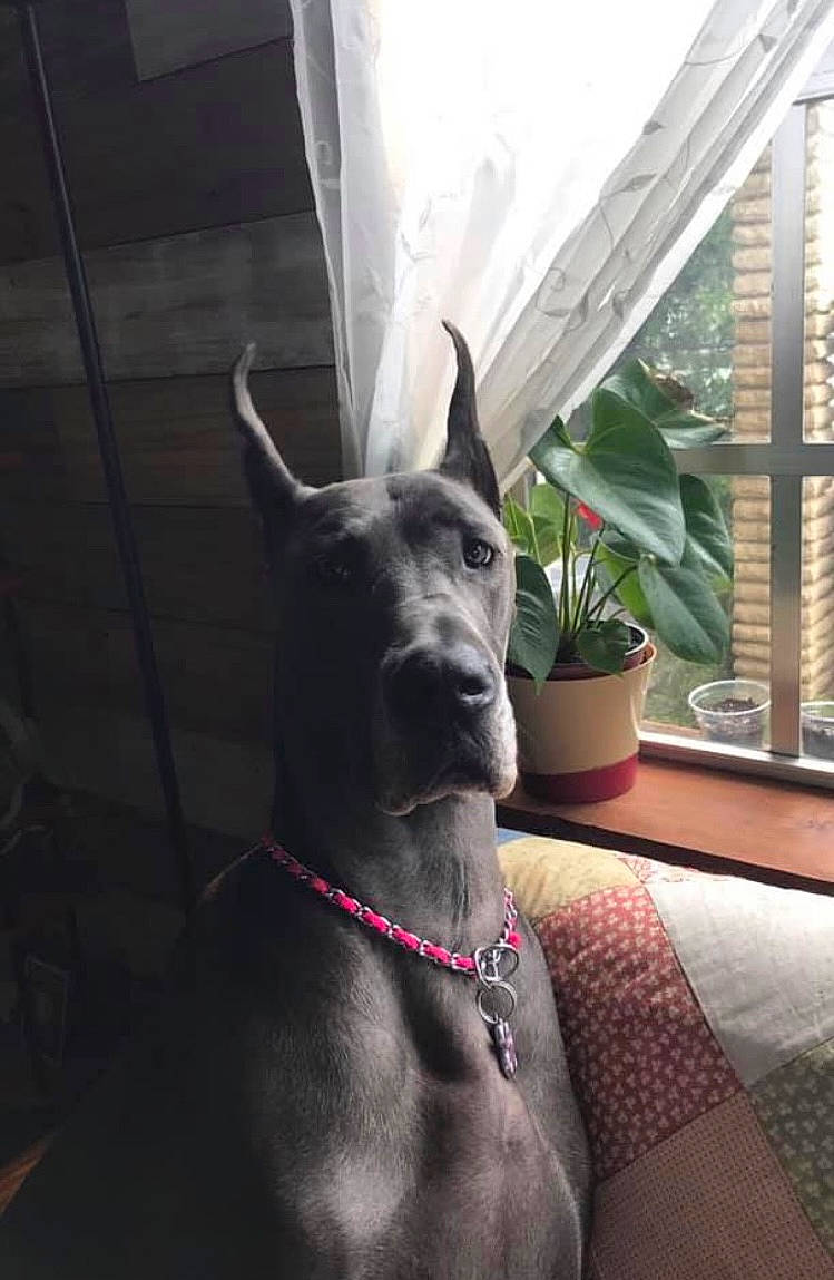 Gemma is registered to the contest to win money with this photo: canidae, carnivore, collar, companion_dog, dog, dog_breed, dog_collar, fawn, felidae, flowerpot, houseplant, human_leg, plant, snout, sporting_group, tail, whiskers, window, window_blind, working_animal