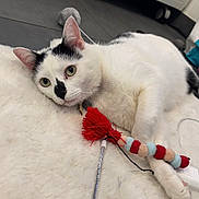 Suki a rejoint le concours — aidez-le/la à gagner de superbes lots ! cat, white_cat, black_spots, toy, felt_balls, red_tassel, rug, fluffy, indoor, tile_floor, cabinet, relaxed, pet, animal, green_eyes, whiskers, paw, curious, cute, feline