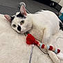 cat, white_cat, black_spots, toy, felt_balls, red_tassel, rug, fluffy, indoor, tile_floor, cabinet, relaxed, pet, animal, green_eyes, whiskers, paw, curious, cute, feline