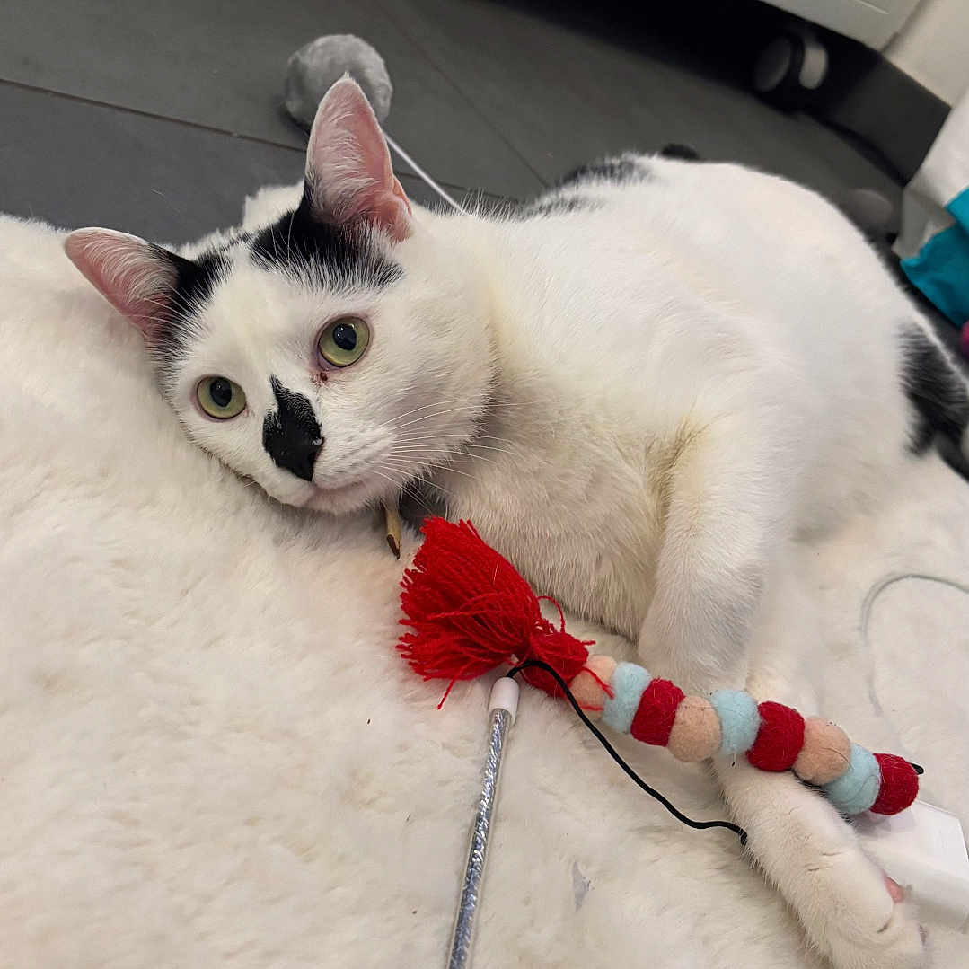Suki a rejoint le concours — aidez-le/la à gagner de superbes lots ! animal, black_spots, cabinet, cat, curious, cute, feline, felt_balls, fluffy, green_eyes, indoor, paw, pet, red_tassel, relaxed, rug, tile_floor, toy, whiskers, white_cat