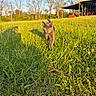 Onyx joined the competition — help win amazing prizes! animal, cat, close_up, daytime, field, grass, gray_cat, greenery, mammal, nature, outdoor, pet, rural, shadow, shed, sunlight, sunset_light, trees, walking, yellow_eyes