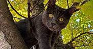 Onyx is registered to the contest to win money with this photo: animal, autumn, bokeh, branch, cat, closeup, curious, eye_contact, feline, forest, green_leaves, looking_down, nature, outdoor, pet, playful, sunlight, tree, wildlife, yellow_leaves