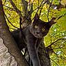 animal, autumn, bokeh, branch, cat, closeup, curious, eye_contact, feline, forest, green_leaves, looking_down, nature, outdoor, pet, playful, sunlight, tree, wildlife, yellow_leaves
