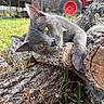 Onyx joined the competition — help win amazing prizes! animal, background, cat, closeup, curious, daylight, farm, grass, gray_cat, greenery, logs, nature, outdoor, pet, red_tractor, relaxed, rural, tractor, tree_bark, wood