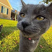 Onyx is registered to the contest to win money with this photo: animal, backyard, blue_shutters, blue_sky, cat, close_up, collar, curious, daylight, feline, grass, gray_cat, house, nature, outdoor, pet, relaxing, sunlight, whiskers, yellow_eyes