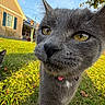 animal, backyard, blue_shutters, blue_sky, cat, close_up, collar, curious, daylight, feline, grass, gray_cat, house, nature, outdoor, pet, relaxing, sunlight, whiskers, yellow_eyes