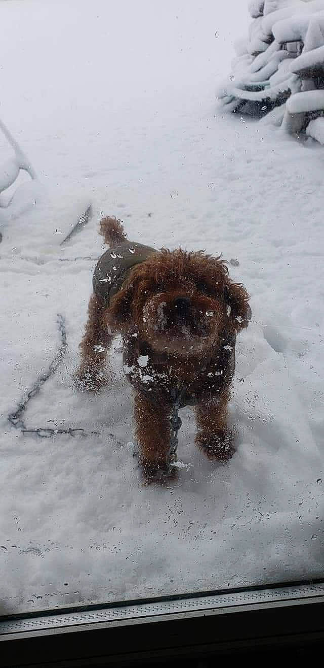 Moosey is registered to the contest to win money with this photo: barbet, canidae, carnivore, cockapoo, dog, dog_breed, lagotto_romagnolo, miniature_poodle, snow, spanish_water_dog, sporting_group