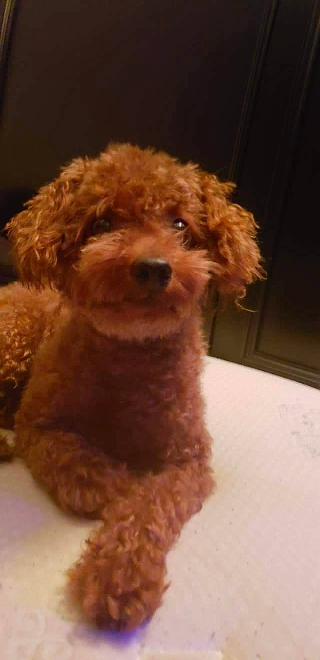 Moosey joined the competition — help win amazing prizes! canidae, carnivore, cockapoo, companion_dog, dog, dog_breed, goldendoodle, labradoodle, maltepoo, mammal, miniature_poodle, non_sporting_group, poodle, poodle_crossbreed, puppy, schnoodle, toy_dog, toy_poodle, vertebrate, water_dog