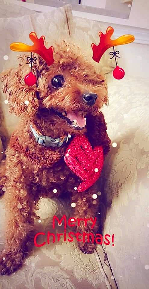 Moosey is registered to the contest to win money with this photo: canidae, carnivore, cavapoo, cockapoo, companion_dog, dog, dog_breed, dog_clothes, maltepoo, miniature_poodle, non_sporting_group, poodle, puppy, puppy_love, schnoodle, sporting_group, teddy_bear, toy_dog, toy_poodle