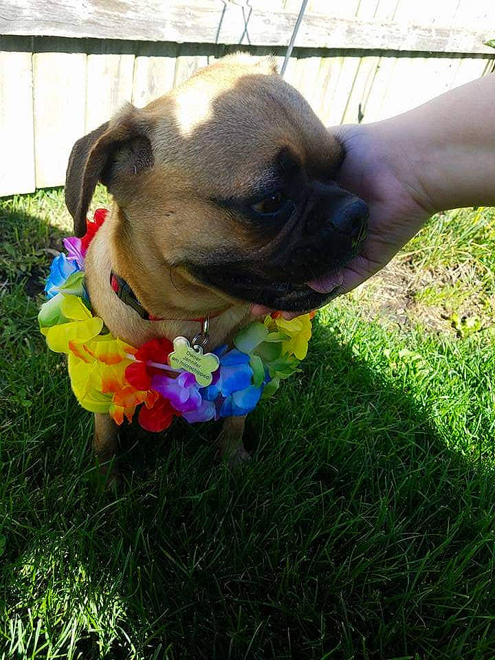 Sammy is registered to the contest to win money with this photo: australian_bulldog, canidae, carnivore, companion_dog, dog, dog_breed, dog_clothes, dog_collar, fawn, grass, non_sporting_group, plant, pug, puppy, snout, toy_dog