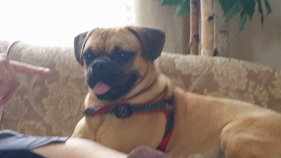 Sammy is registered to the contest to win money with this photo: black_mouth_cur, boerboel, boxer, bullmastiff, canidae, carnivore, companion_dog, dog, dog_breed, english_mastiff, fawn, mammal, pug, puggle, puppy, snout, vertebrate