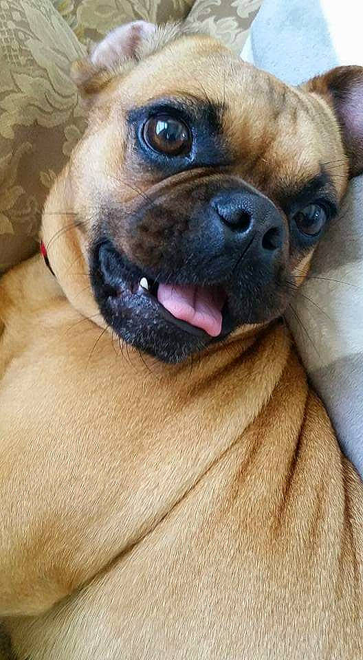 Sammy is registered to the contest to win money with this photo: ancient_dog_breeds, boxer, canidae, carnivore, companion_dog, dog, dog_breed, eye, fawn, mammal, non_sporting_group, nose, pug, puppy, skin, snout, sporting_group, vertebrate, whiskers, wrinkle