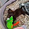 puppy, dog, bed, blanket, plush_toy, green_toy, orange_toy, brown_dog, cozy, indoor, pet, cute, animal, soft_texture, resting, playful, canine, comfort, sleeping_area, furniture