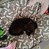 puppy, dog, pet_bed, blanket, bone_pattern, toy, plush_toy, pink_pillow, brown_dog, sleeping, curled_up, indoor, floor_tiles, cozy, cute, young_dog, resting, animal, collar, soft_texture