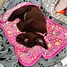 puppy, brown_dog, blanket, paw_print, pink, grey_blanket, bed, pet, cute, cozy, fur, animal, sleeping, resting, indoor, soft, toy, fabric, collar, small_dog