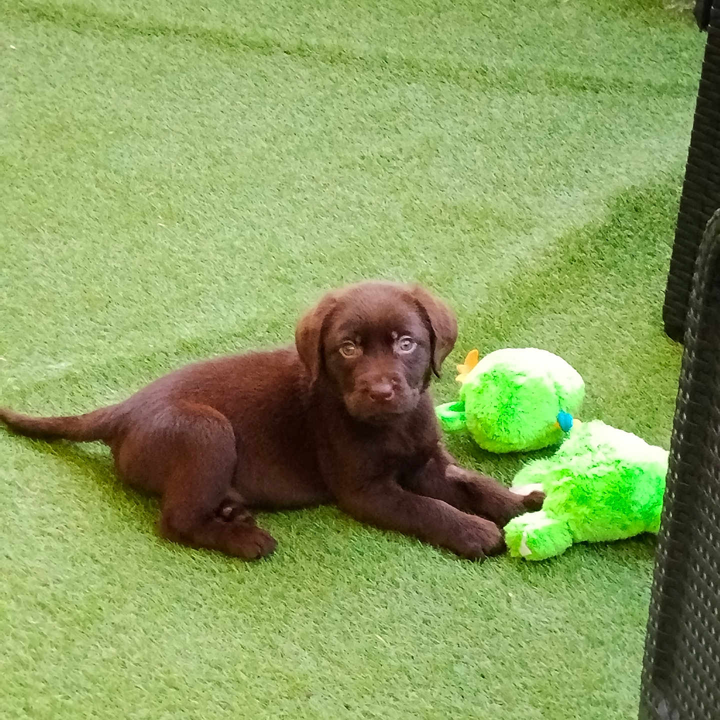 Bella