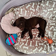Bella a rejoint le concours — aidez-le/la à gagner de superbes lots ! puppy, dog, sleeping, dog_bed, blanket, toy, plush_toy, floor, tile_floor, brown_puppy, cozy, rest, cute, pet, indoor, sleep, small_dog, pink_toy, blue_toy, canine