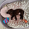 puppy, dog, sleeping, dog_bed, blanket, toy, plush_toy, floor, tile_floor, brown_puppy, cozy, rest, cute, pet, indoor, sleep, small_dog, pink_toy, blue_toy, canine