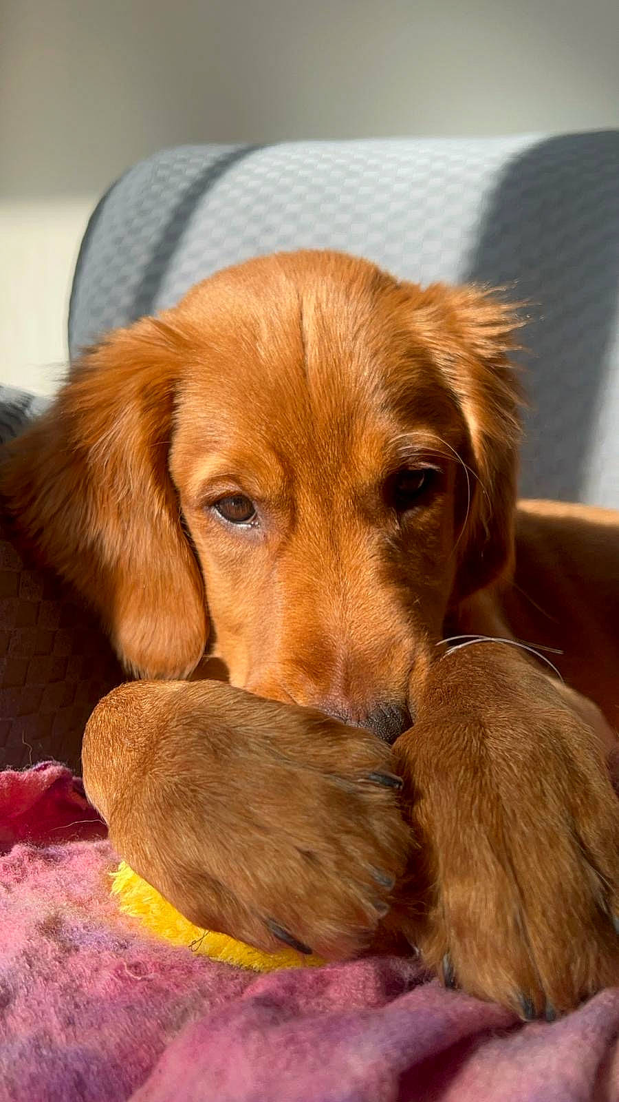 Enzo is registered to the contest to win money with this photo: canidae, carnivore, comfort, companion_dog, dog, dog_breed, dog_supply, fawn, fur, hardwood, hound, liver, pet_supply, puppy, snout, sporting_group, terrestrial_animal, whiskers, wood, working_animal