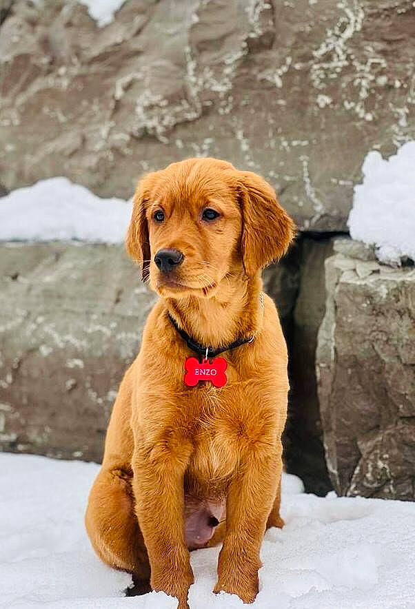 Enzo is registered to the contest to win money with this photo: carnivore, collar, companion_dog, dog, dog_breed, dog_collar, dog_supply, fawn, fur, leash, liver, mammal, paw, snout, snow, sporting_group, tail, vertebrate, winter, working_animal