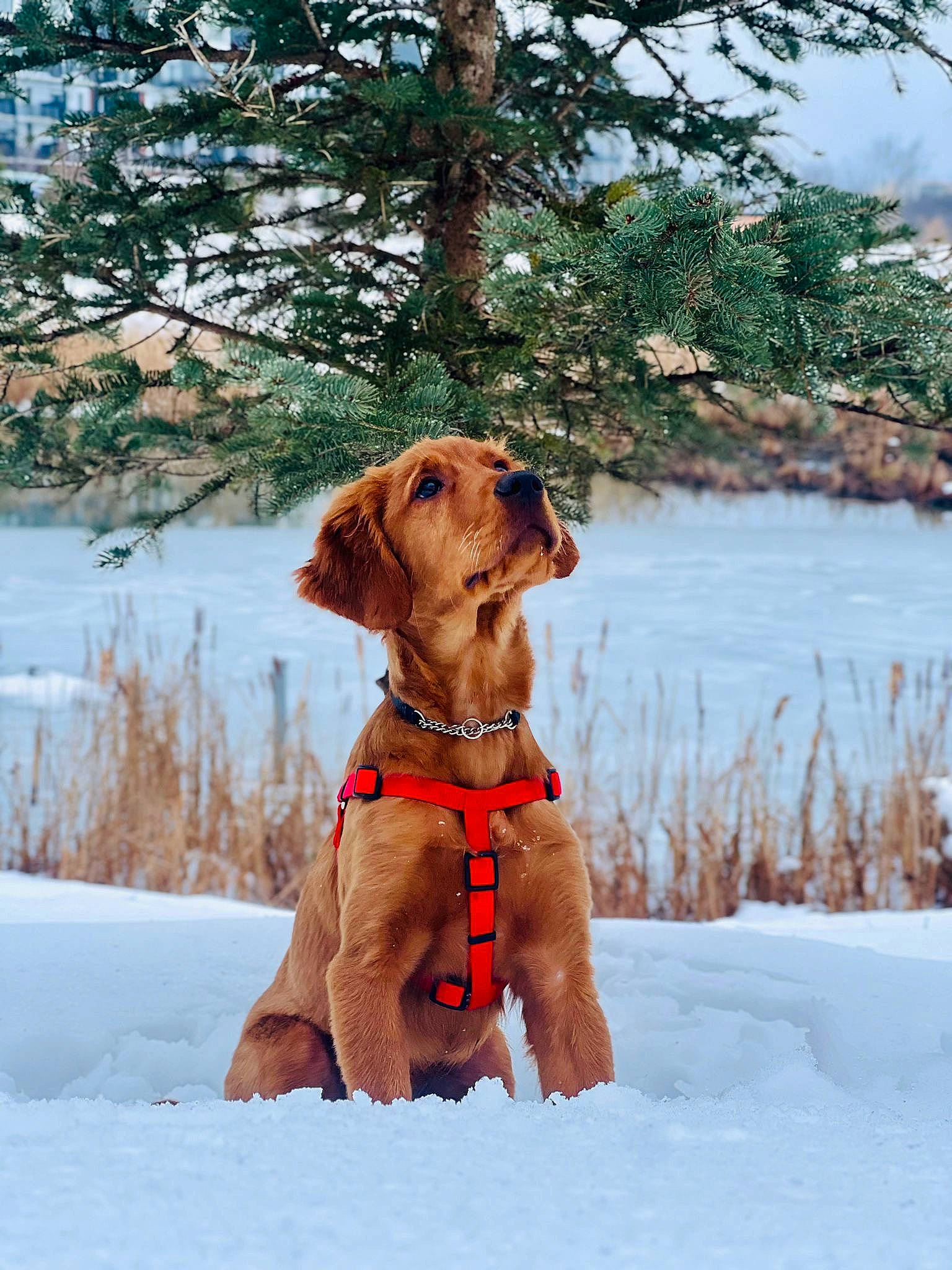 Enzo joined the competition — help win amazing prizes! carnivore, collar, companion_dog, dog, dog_breed, dog_collar, dog_supply, fawn, freezing, gun_dog, leash, liver, pet_supply, plant, recreation, snout, snow, tree, water, working_animal
