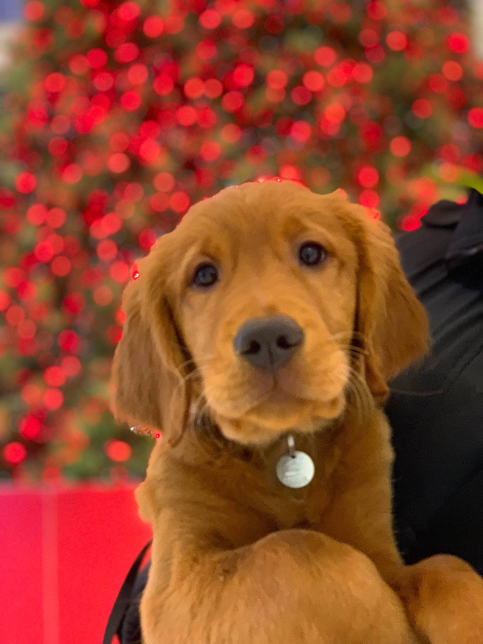 Enzo joined the competition — help win amazing prizes! canidae, carnivore, collar, companion_dog, dog, dog_breed, dog_collar, fawn, fur, gun_dog, hat, hunting_dog, liver, pet_supply, red, retriever, snout, sporting_group, whiskers, working_animal