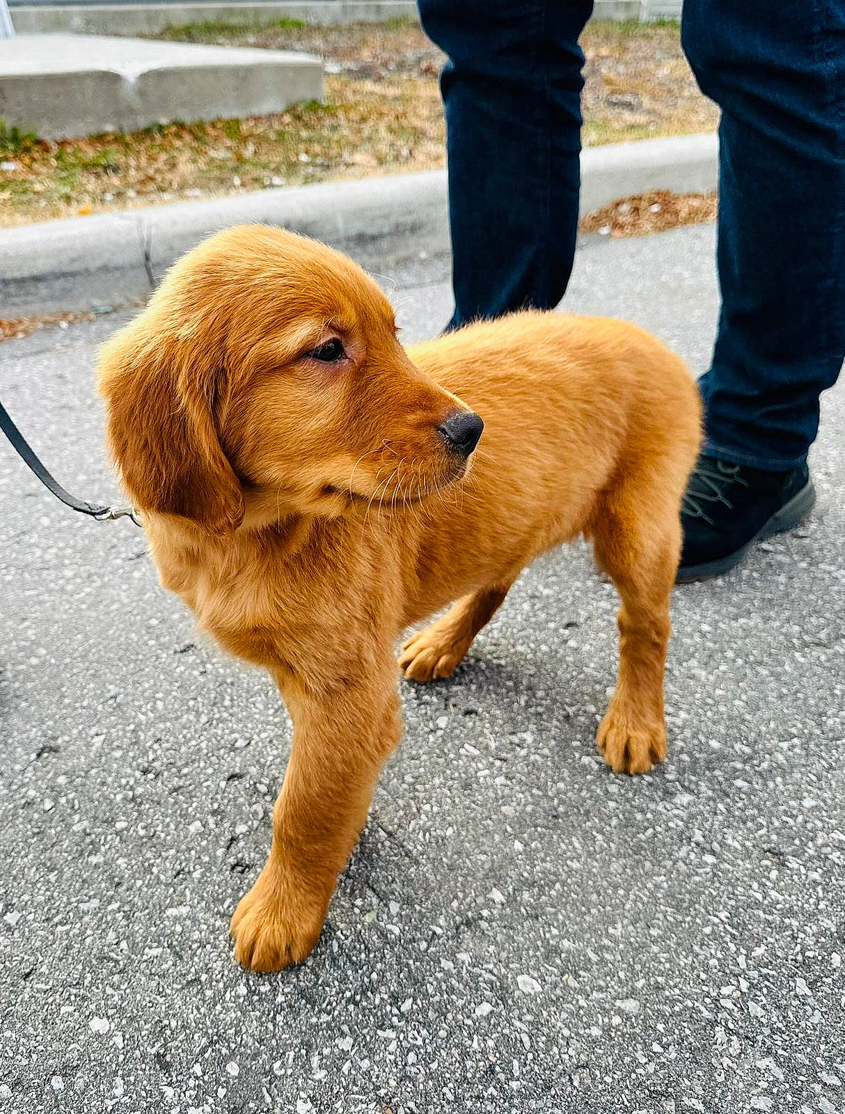 Enzo joined the competition — help win amazing prizes! canidae, carnivore, companion_dog, denim, dog, dog_breed, dog_walking, fawn, fur, leash, liver, paw, road_surface, snout, sporting_group, sunglasses, tail, terrestrial_animal, walking, working_animal