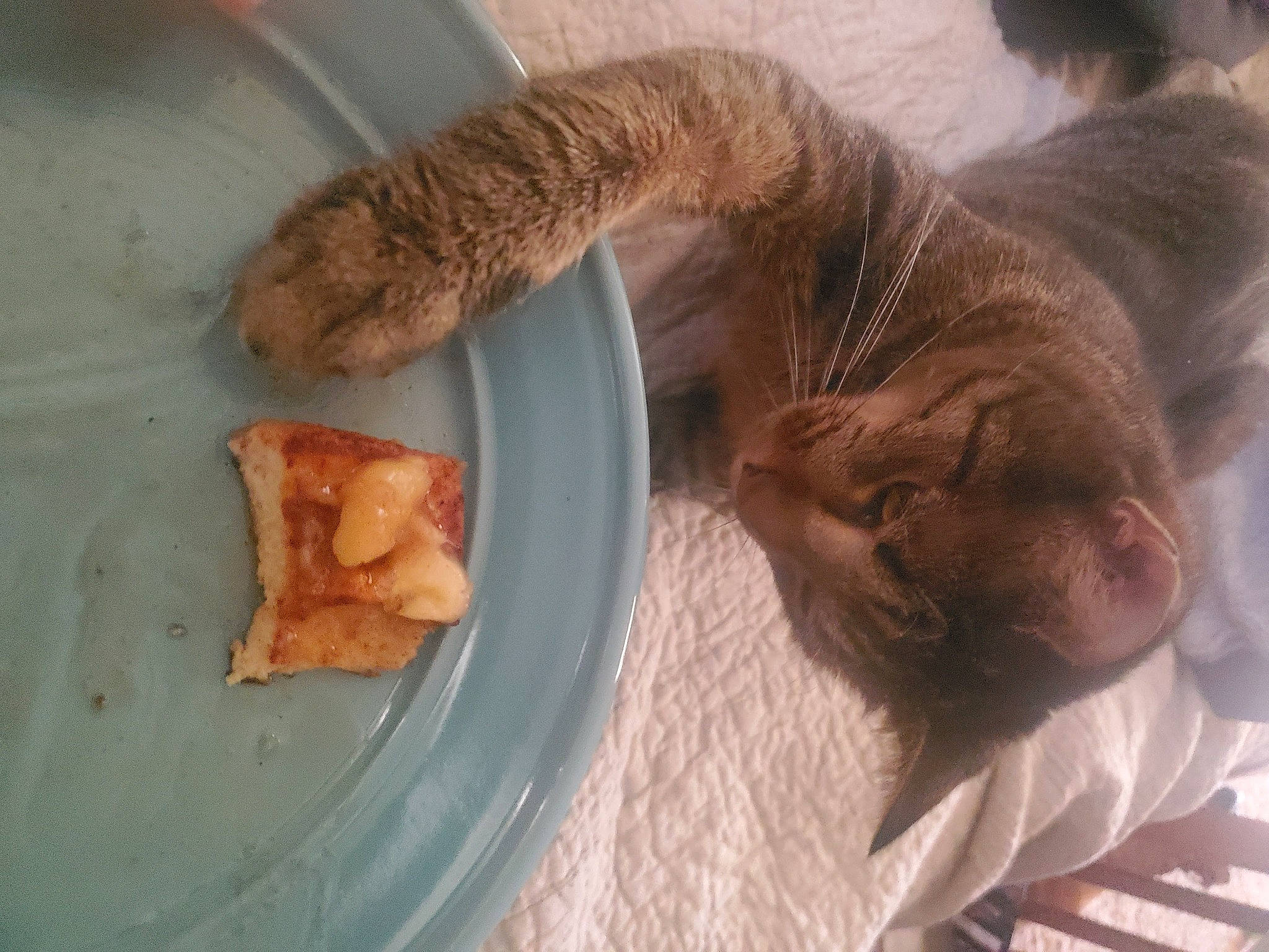 Haru is registered to the contest to win money with this photo: carnivore, cat, claw, comfort, cuisine, domestic_short_haired_cat, fawn, felidae, food, fur, ingredient, junk_food, liver, paw, small_to_medium_sized_cats, snout, tableware, tail, whiskers, wood