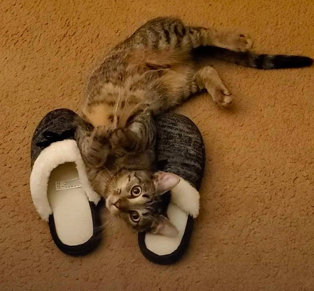 Haru is registered to the contest to win money with this photo: canidae, carnivore, cat, claw, domestic_short_haired_cat, fawn, felidae, fur, glove, paw, sand, slipper, small_to_medium_sized_cats, snout, sporting_group, tail, vertebrate, whiskers, wildlife, wood