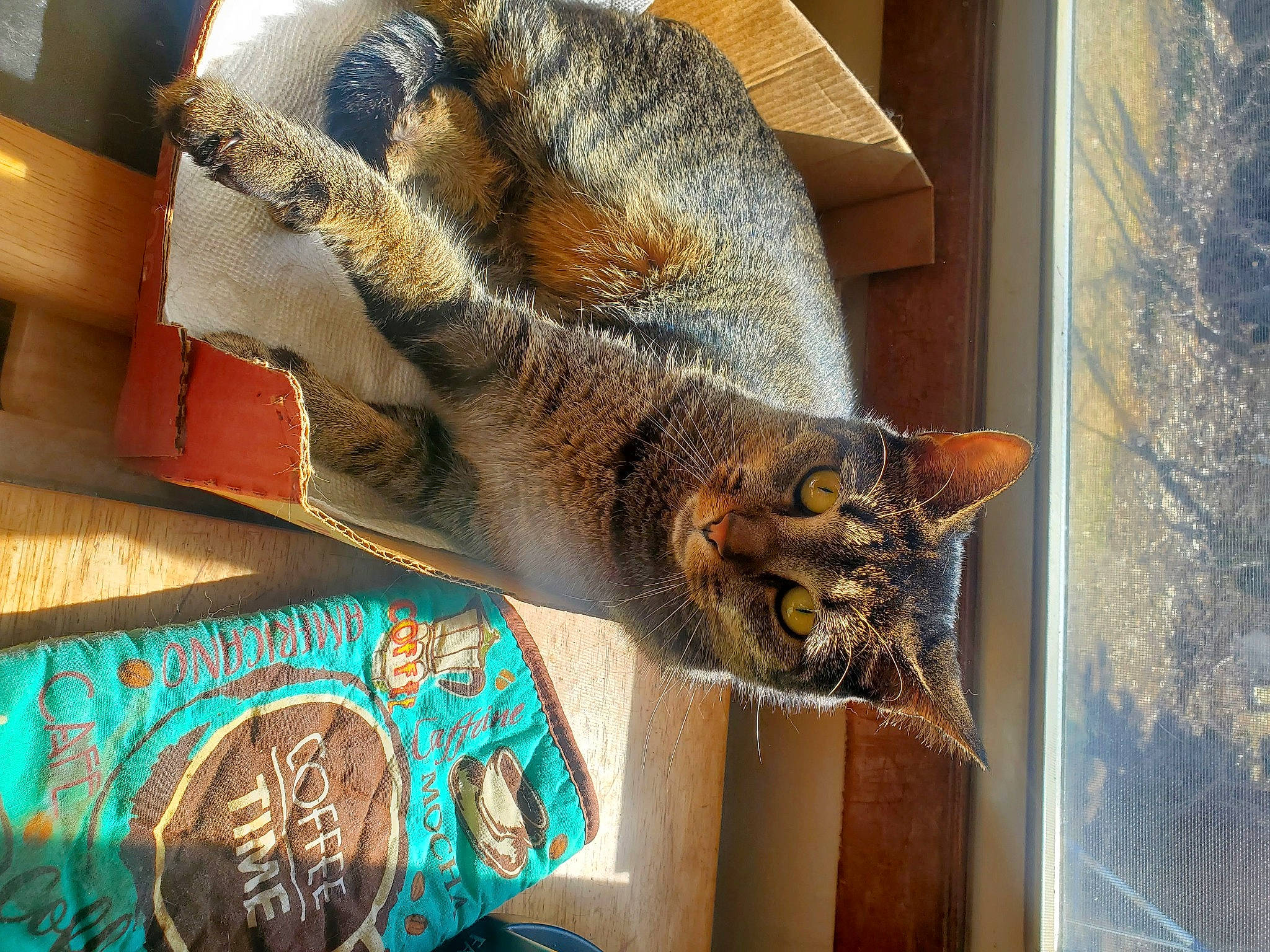 Haru is registered to the contest to win money with this photo: carnivore, cat, claw, domestic_short_haired_cat, fawn, felidae, fur, natural_material, paw, small_to_medium_sized_cats, snout, tail, terrestrial_animal, whiskers, wildlife, wood