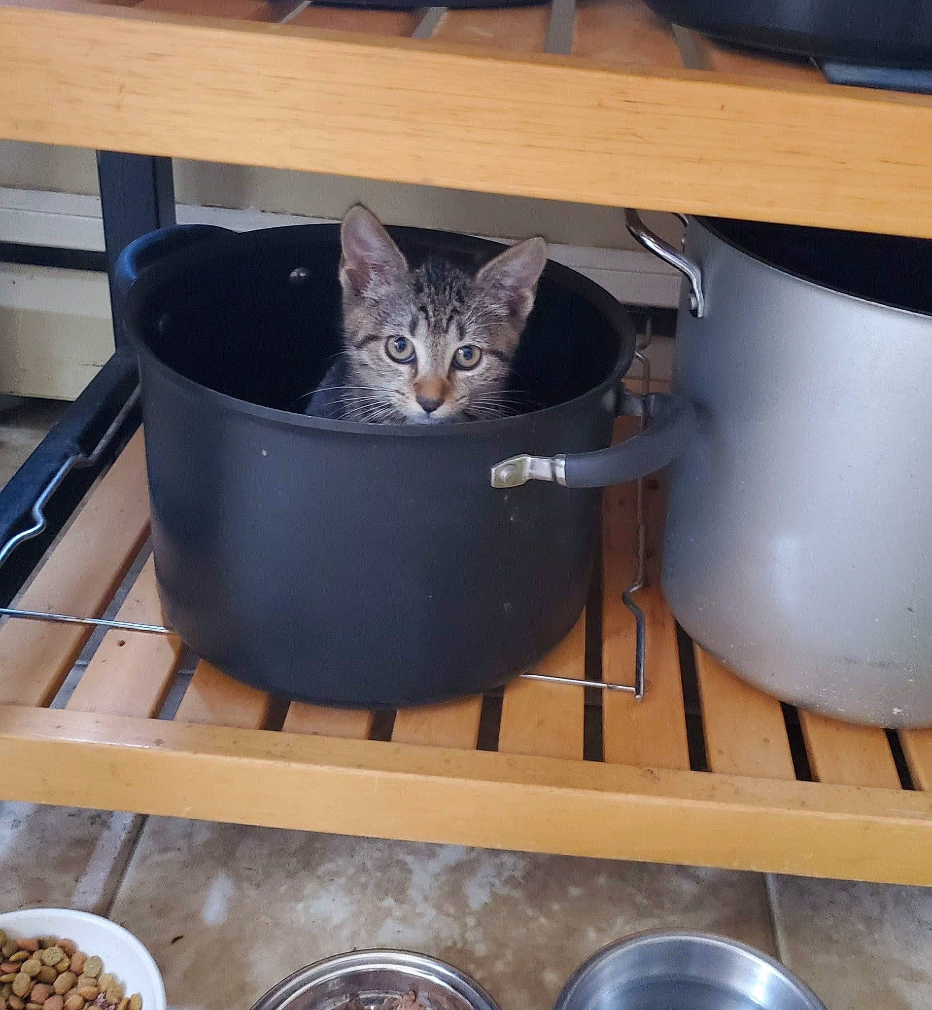 Haru is registered to the contest to win money with this photo: carnivore, cat, cat_supply, cooking, cookware_and_bakeware, felidae, gas, hardwood, home_appliance, ingredient, kitchen_appliance, kitchen_utensil, pet_supply, recipe, small_to_medium_sized_cats, stove, tableware, tail, whiskers, wood