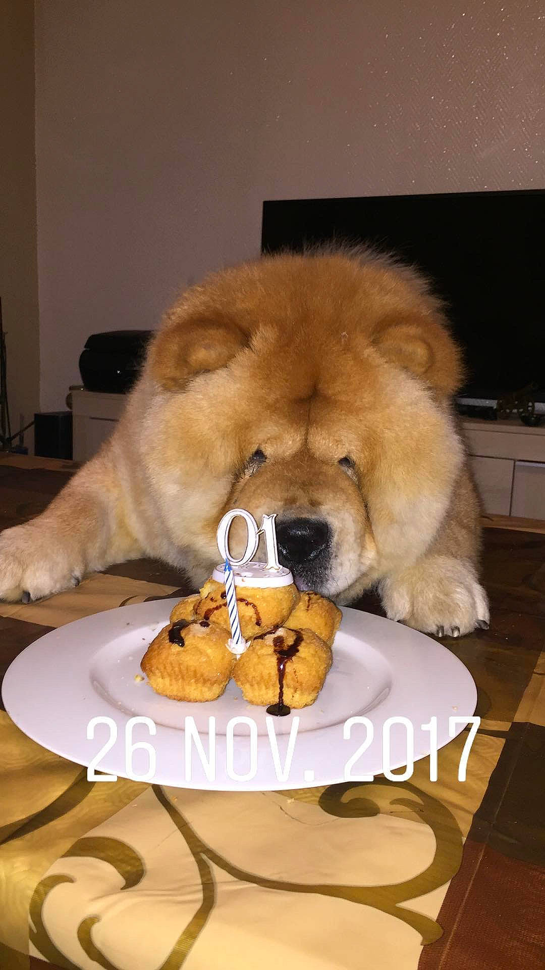 Mowgli participe au concours pour gagner de l'argent avec cette photo : ancient_dog_breeds, canidae, carnivore, chow_chow, companion_dog, condiment, dog, dog_breed, eurasier, fawn, food, mammal, non_sporting_group, puppy, snout, sporting_group, vertebrate