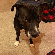 Motley joined the competition — help win amazing prizes! black_and_white_dog, black_fur, blanket, bottles, brown_carpet, canine, carpet, chair, dog, floppy_ears, home, household, indoor, laundry, looking_at_camera, pet, portrait, sitting, white_chest, white_paws