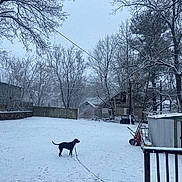 Motley joined the competition — help win amazing prizes! dog, snow, backyard, winter, leash, trees, fence, house, shed, snowfall, outdoor, quiet, cold, landscape, nature, residential, daytime, bare_trees, garden_tools, sky