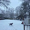 dog, snow, backyard, winter, leash, trees, fence, house, shed, snowfall, outdoor, quiet, cold, landscape, nature, residential, daytime, bare_trees, garden_tools, sky
