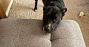Motley is registered to the contest to win money with this photo: dog, black_dog, indoor, carpet, furniture, toy, pet, looking_up, resting_head, gray_cushion, white_patch, floor, domestic, animal, canine, home, cozy, quiet, curious, companion